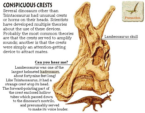 Conspicuous Crests