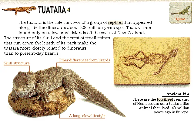 Tuatara