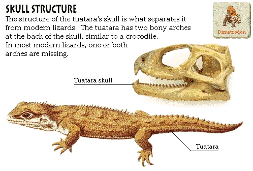 Skull Structure