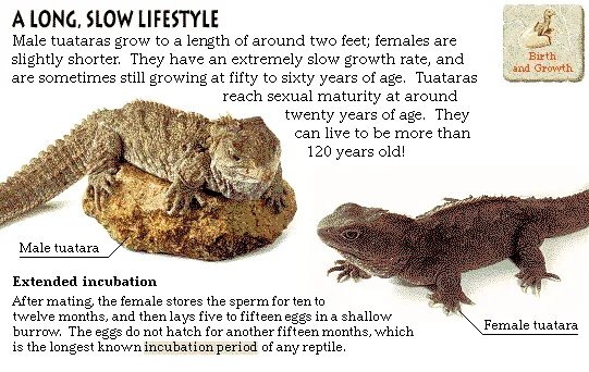 A Long, Slow Lifestyle