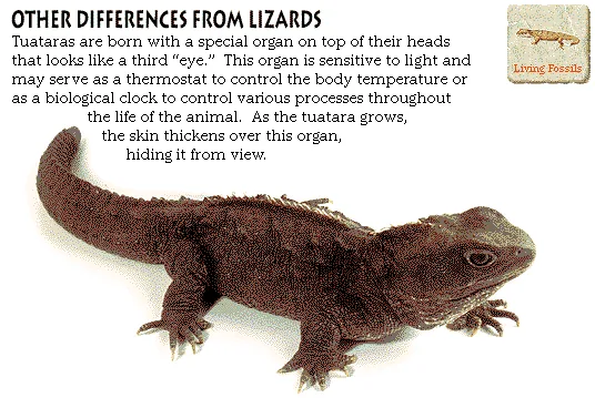 Other Differences from Lizards