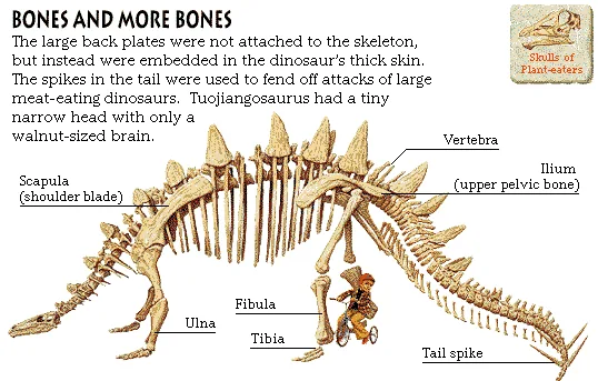 Bones and More Bones