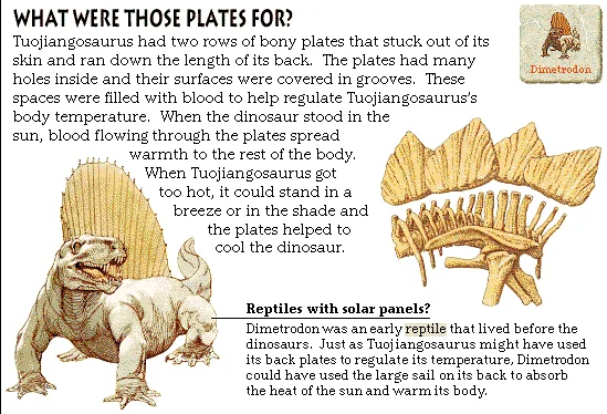 What Were Those Plates For?