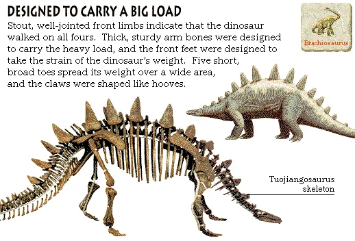 Designed to Carry a Big Load
