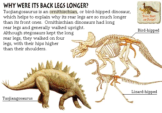 Why Were Its Back Legs Longer?