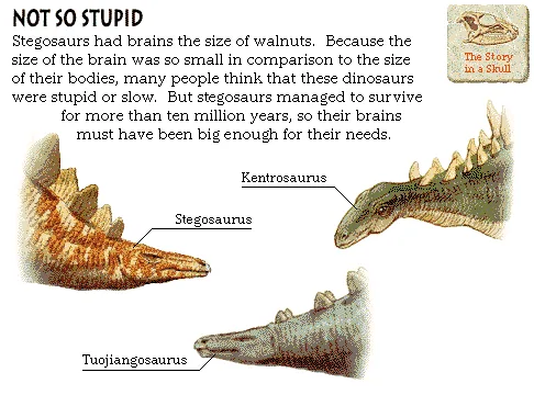 Not So Stupid