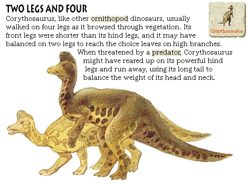 Two Legs and Four