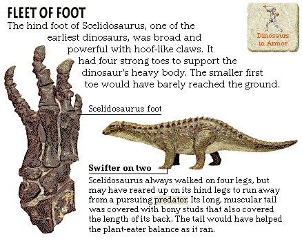 Fleet of Foot