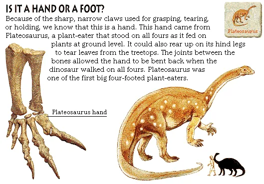 Is It a Hand or a Foot?