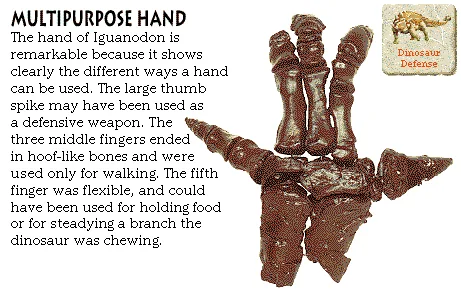 Multipurpose Hand