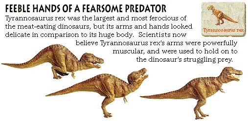 Feeble Hands of a Fearsome Predator