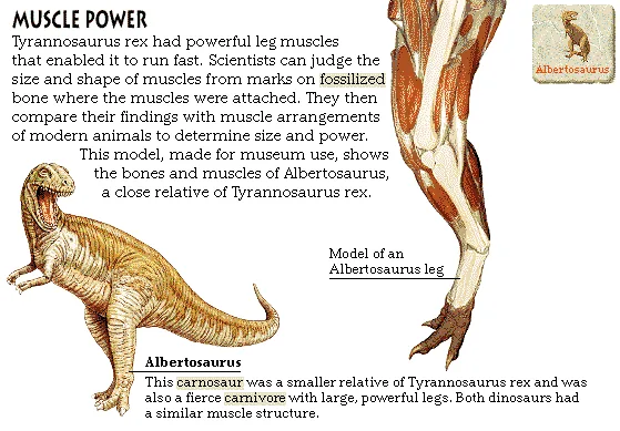Muscle Power
