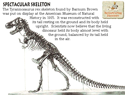 Spectacular Skeleton