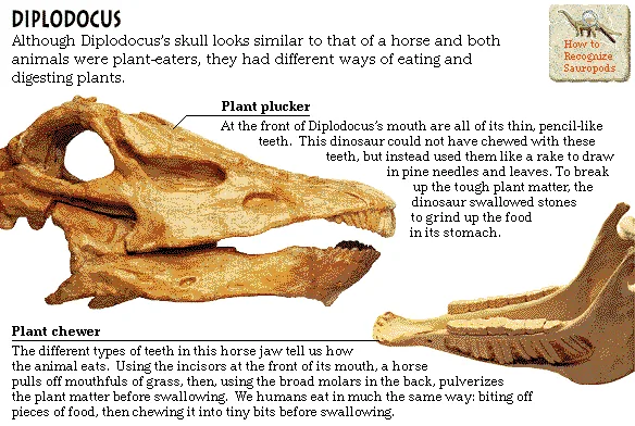 Diplodocus