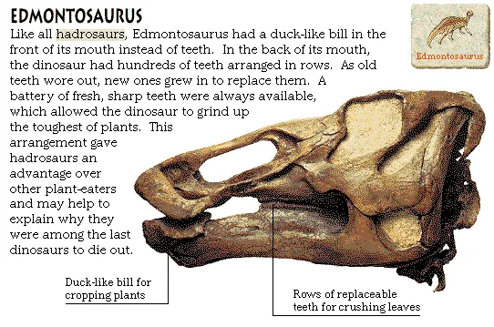 Edmontosaurus