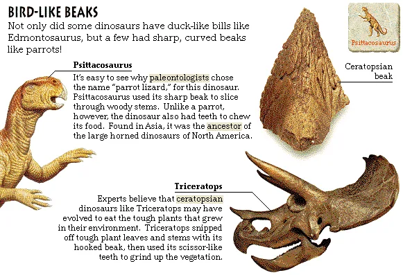 Bird-like Beaks