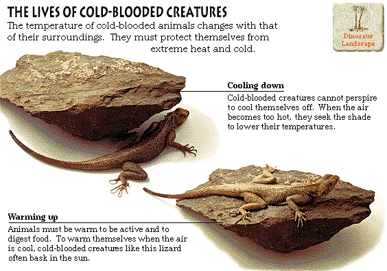 The Lives of Cold-Blooded Creatures