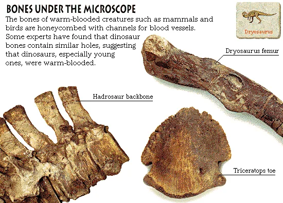 Bones Under the Microscope