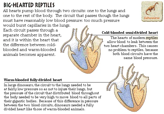 Big-Hearted Reptiles