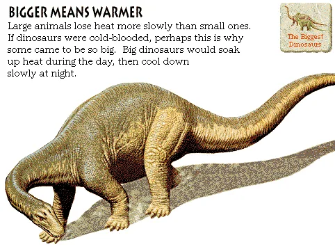 Bigger Means Warmer