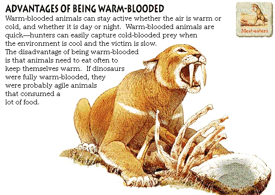 Advantages of Being Warm-Blooded