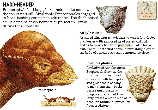 Hard-Headed