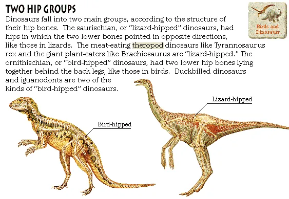 Two Hip Groups