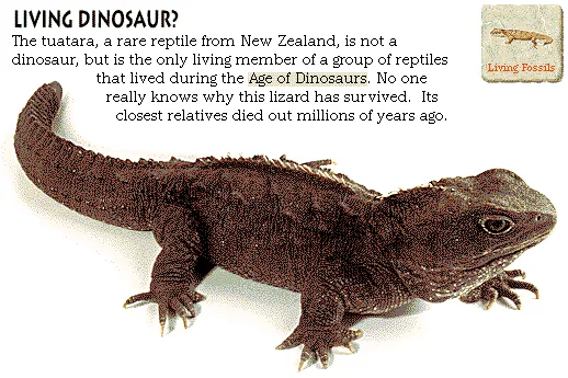 Living Dinosaur?