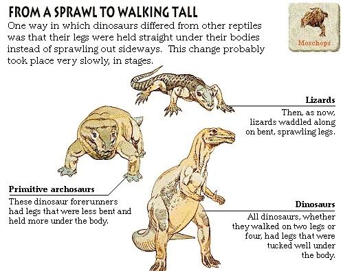 From a Sprawl to Walking Tall