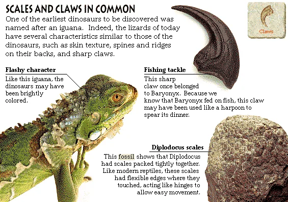 Scales and Claws in Common